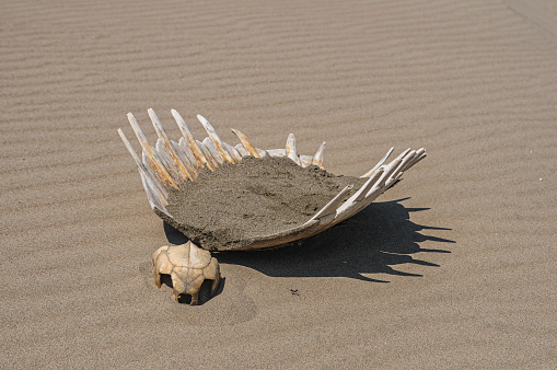 Skeleton of sea turtle on the beach