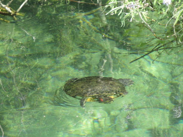 istock Turtle in Lake Kournas 1498633940