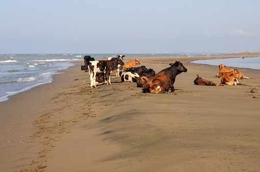 Cows sunbathing on the beach