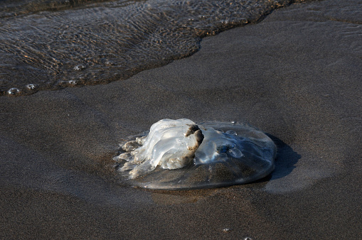 Big jellyfish on the shore