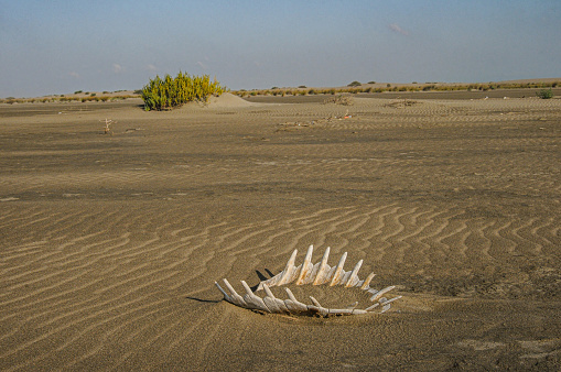 Skeleton of sea turtle stuffed with sand - Horizontal shot