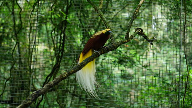 istock birds of Paradise 1498635206