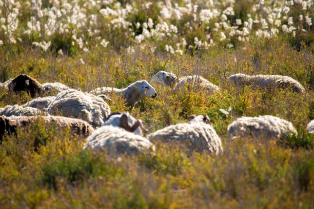 Free Stock Photo of Herd of Sheep Grazing on Lush Green Field ...