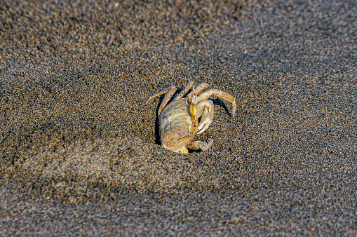 Horn eyed ghost crab with plastic bag debris on the beach