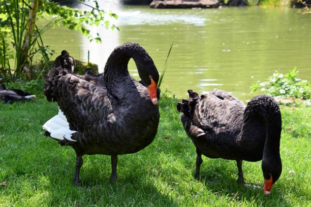 istock Two black swans standing near a tranquil pond surrounded by lush vegetation. 1498635357