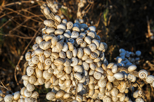 Small colony of snail shells