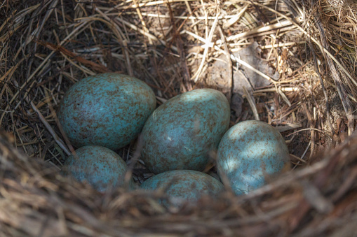 Nest of American Robin with eggs