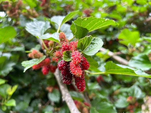 istock Beautiful mulberry in the garden 1498635930