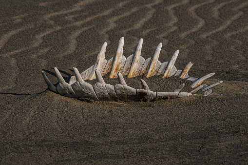 dried fish skeleton lying on the sand