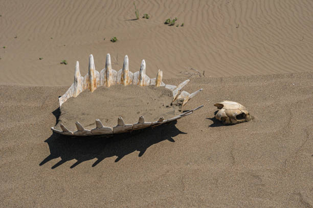istock Sea turtle skeleton on sand - Close up 1498636563