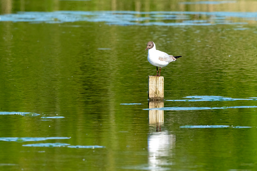 Black headed Gull on a post in a lake in Gosforth Park Nature Reserve.