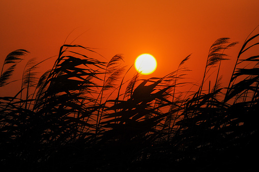 The circle of the setting sun and the silhouette of the reeds