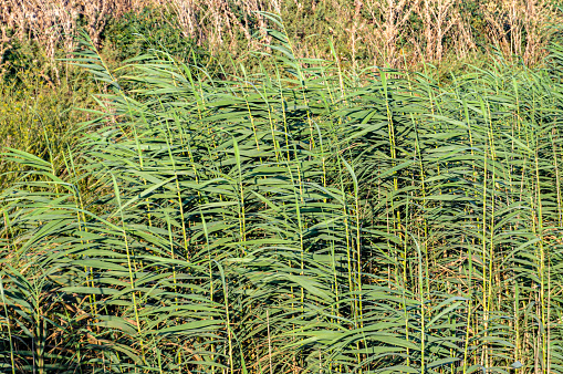 Tall reeds by the river