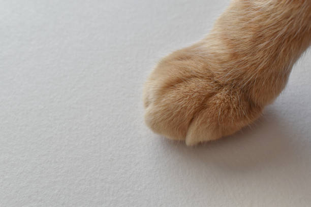istock Ginger cat paw on paper background. 1498638256
