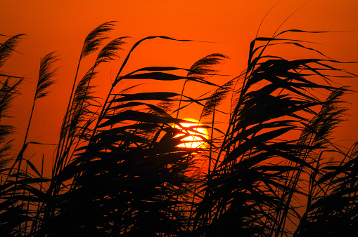 Silhouette of the setting sun and the Reeds