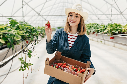 Female harvesting fresh organic strawberrys from her greenhouse