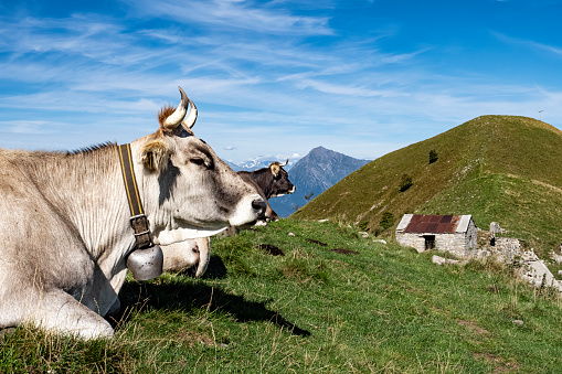 Cow grazing in the Italian alps