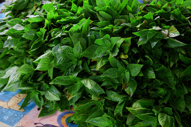 istock Group of fresh sweet basil leaves 1498639032