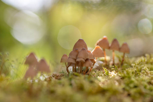istock small mushroom in the forest 1498639605