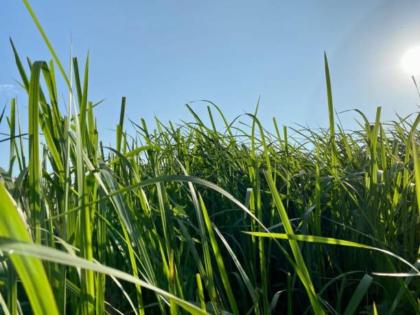 istock Bright sun and green grass field 1498640367