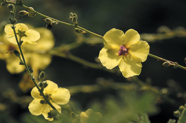 Yellow jasmine Yellow jasmine - Rowanaceae gelsemium sempervirens stock pictures, royalty-free photos & images