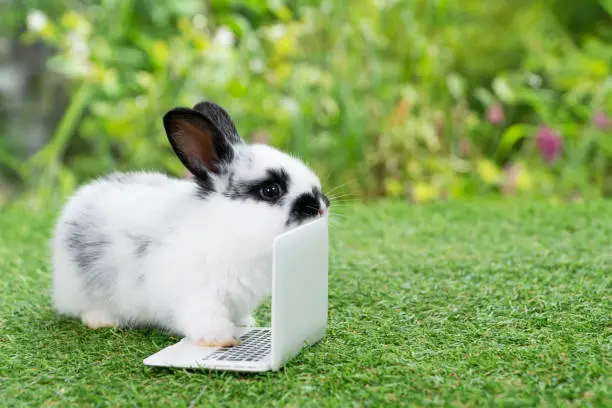 Tiny cuddly rabbit bunny with small laptop sitting on the green grass. Lovely white black baby rabbit looking at something with notebook on lawn natural background. Easter fluffy bunny concept