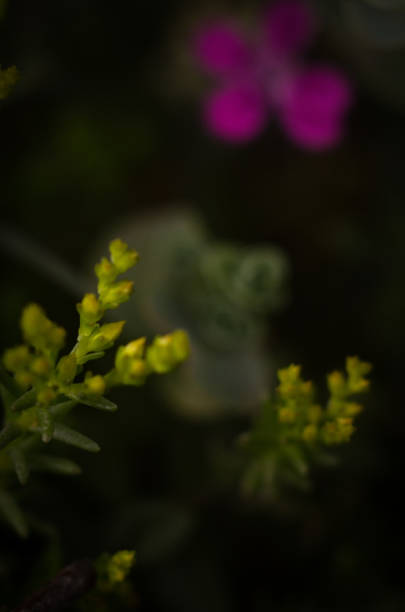 istock Macro photography. Background photography. Nature 1498642018