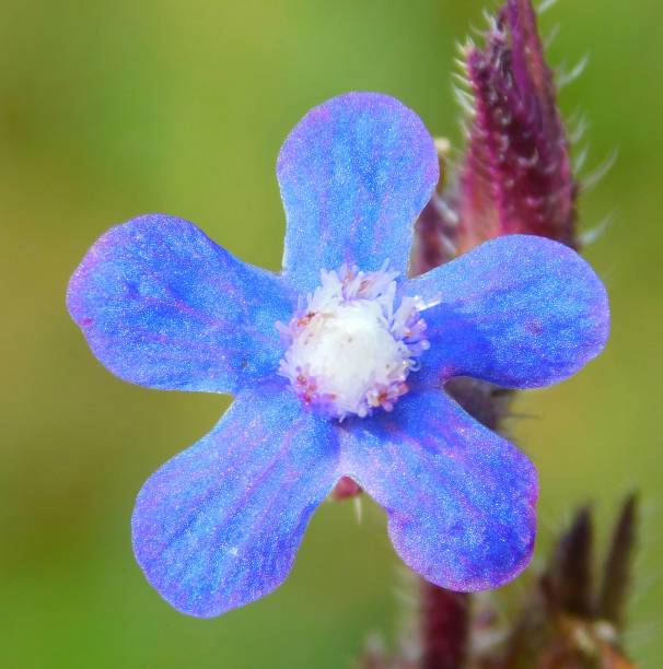 istock Anchusa blue flower 1498642737