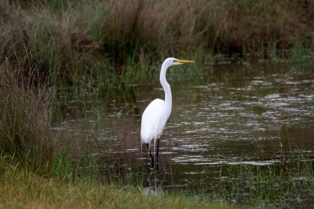 istock Beautiful great egret bird perched on the shore of a pond 1498642757