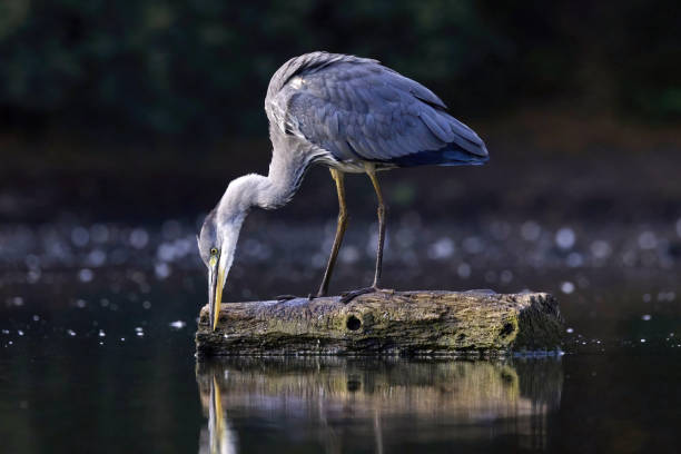 로그의 회색 왜가리 - gray heron 뉴스 사진 이미지