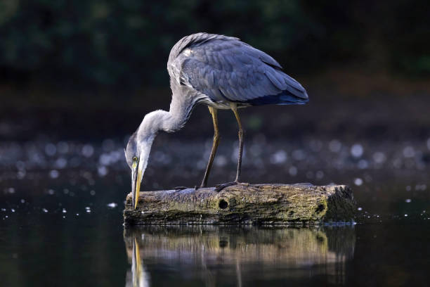 czapla siwa na kłodzie - gray heron zdjęcia i obrazy z banku zdjęć