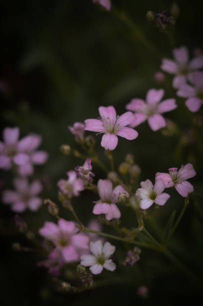 istock Macro photography. Nature 1498644288