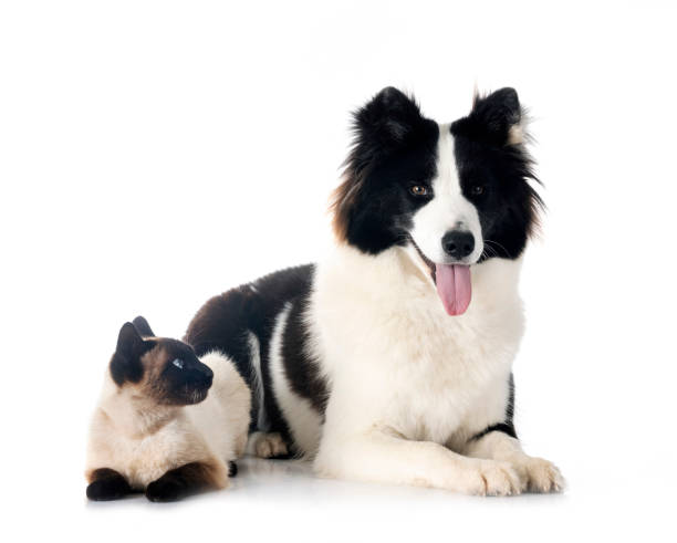 istock Finnish Lapphund and cat 1498644704