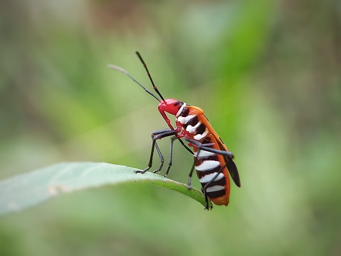 A beetle on a leaf.