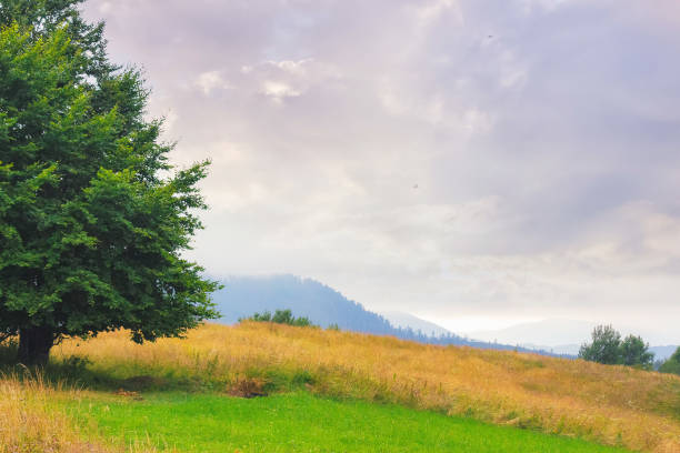 istock countryside scenery with beech tree on the grassy meadow 1498646933