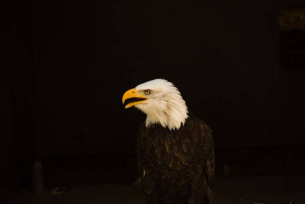 istock Majestic bald eagle on a tree branch in a shadowy forest, silhouetted against the night sky 1498647054