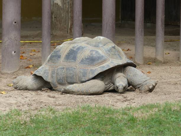 istock Abingdon elephant tortoise turtle is featured in a zoo 1498647079