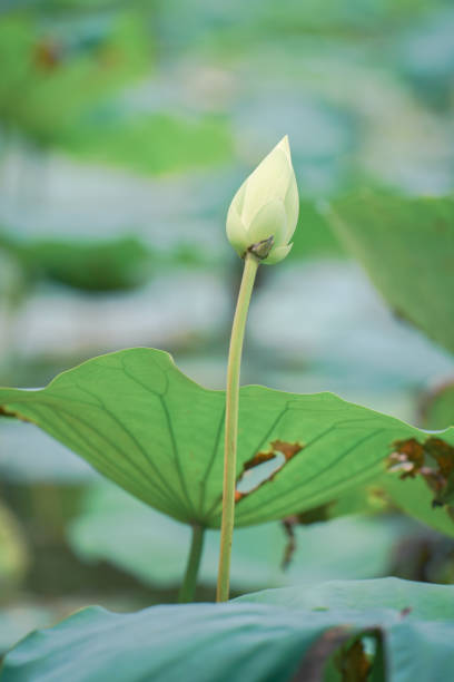 In summer, the lotus blooms