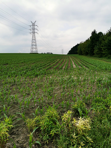 Corn field and high voltage pylon