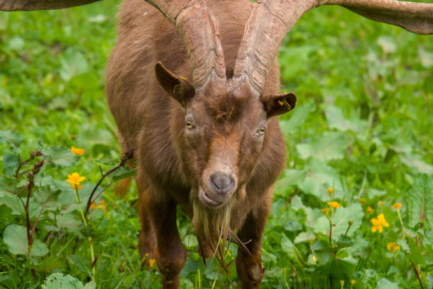 istock goat buck with long horns 1498648639