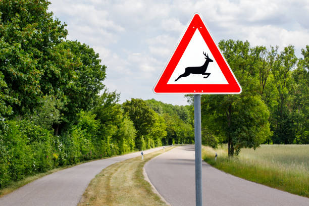 istock Reindeer on the road warning sign. Germany 1498649361
