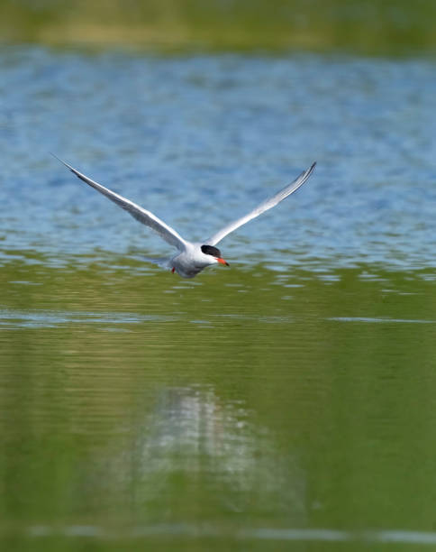 istock Common tern flying over a lake in Gosforth Park Nature Reserve 1498649653