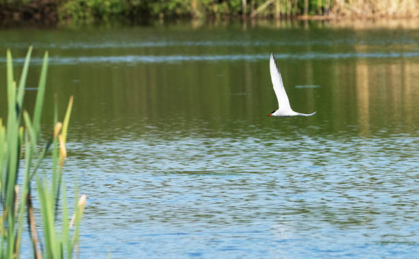 istock Common tern flying over a lake in Gosforth Park Nature Reserve 1498649765