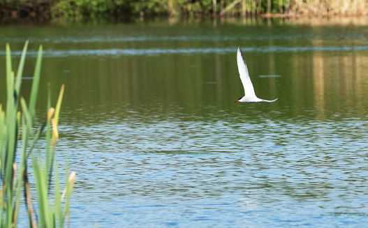 Common tern flying over a lake in Gosforth Park Nature Reserve.