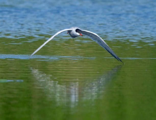 istock Common tern flying over a lake in Gosforth Park Nature Reserve 1498649796
