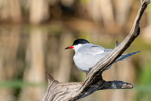 Common tern perched over a lake in Gosforth Park Nature Reserve.