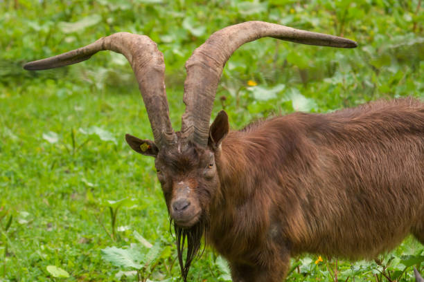 istock goat buck with long horns 1498650149