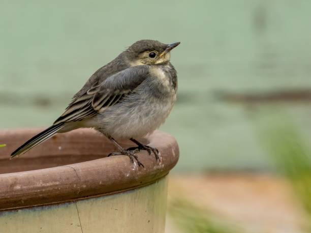 istock Juvenile pied wagtail in the garden 1498650402