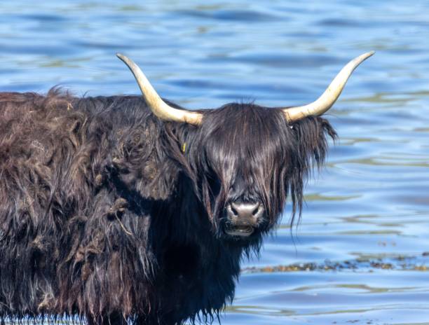 istock Black Scottish highland cow standing in the water 1498650408