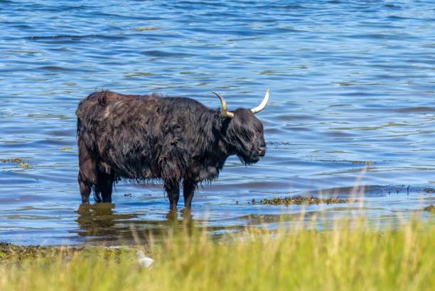 istock Black Scottish highland cow standing in the water 1498650409